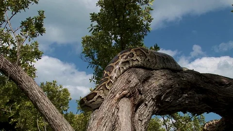 A huge python snake lays motion perched on a tree branch in the sun Stock Footage 125467921