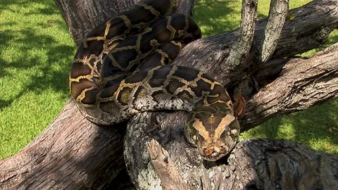 A huge python snake rests coiled up on a tree branch in the sun Stock Footage 122893410