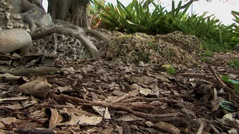 A huge python snake slowly creeps along the ground in the shadows in the Stock Footage 125064184
