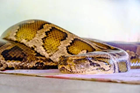 A huge python snake is worshipped in the Yan Pyay Man Pyay pagoda Bago Bag... Stock Photos