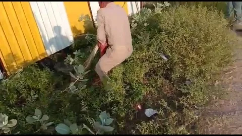 Huge python snaps twice at cop in daring rescue Stock Footage 106304064