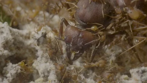 Huge queen ant surrounded by its tiny subordinates 動画素材 203818944