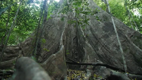 Huge Rainforest Tree Stock Footage 195280814