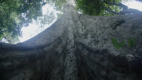 Huge Rainforest Tree Towering Above Vídeos de archivo 195280976