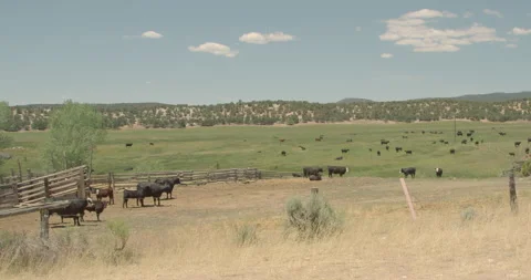 Huge ranch with cows eating grass Stock Footage 146126373