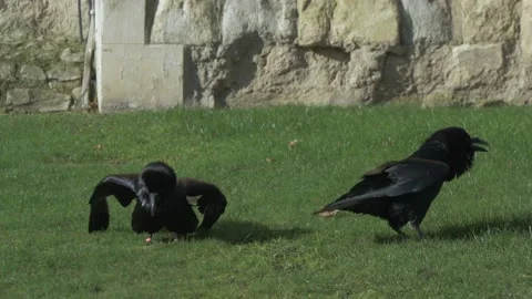Huge Ravens Inside Tower of London Stock Footage 145662514