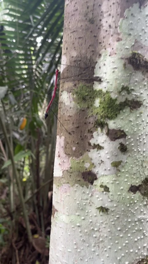 Huge red ant climbing a tree in the Amazon forest Stock Footage 290170713