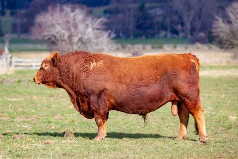 A huge red devon bull stands in a paddock in the countryside Stock Photos