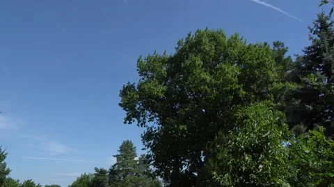 A huge red oak tree in sunny summer windy day Stock Footage 136291339