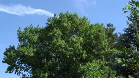 A huge red oak tree in sunny summer windy day Stock Footage 136291401