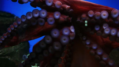 A huge red octopus demonstrates its beauty and strength. Tentacles and suckers Stock-Footage 161142042