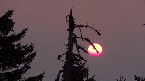 Huge red sun slips beneath the branches of a dry tree in cross vault redness  Vídeos de archivo 59841762