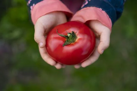 A huge red tomato Foto stock