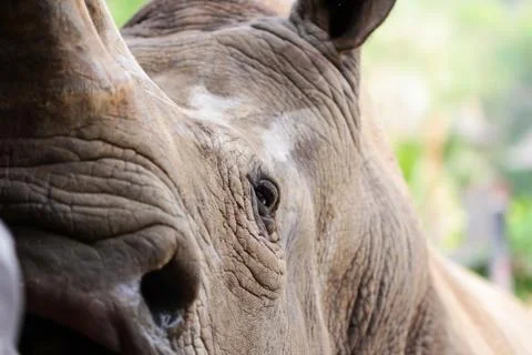 Huge rhino Stock Photos