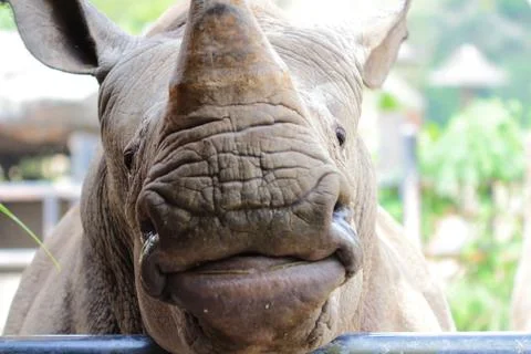 Huge rhino Stock Photos