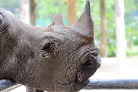Huge rhino Stock Photos