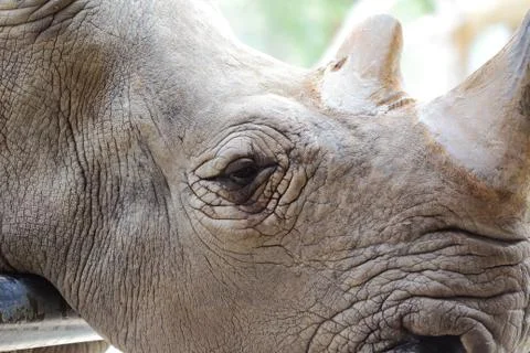 Huge rhino Stock Photos