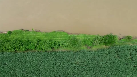 Huge River Next to Sugarcane Fields Stock Footage 310701495