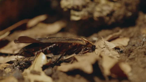 Huge Roach in 4K ultra HD Stock Footage 261483731