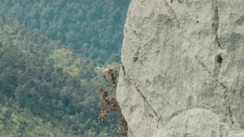 Huge rock with a small tree growing on it Video stock 69166342