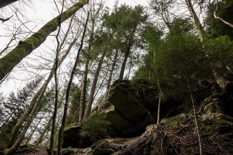 Huge rocks and high trees down the canyon in the middle of the green forest Stock Photos