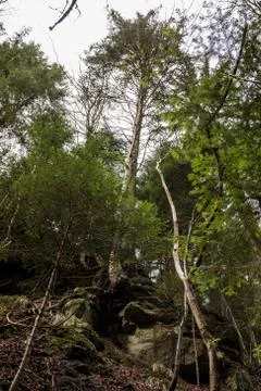 Huge rocks and high trees down the canyon in the middle of the green forest Stock Photos