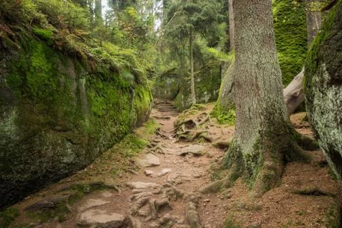 Huge rocks in the forest Stock-Fotos