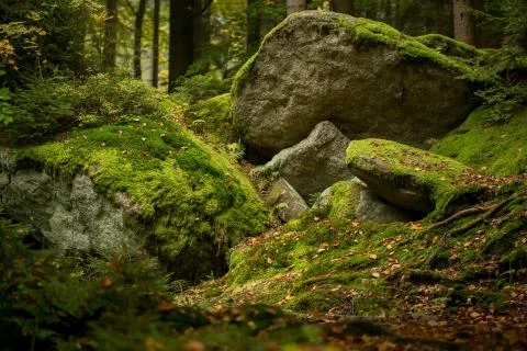 Huge rocks in the forest Stock-Fotos