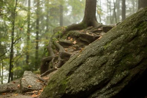 Huge rocks in the forest Stock-Fotos