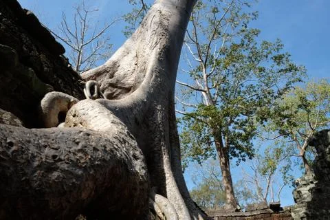 The huge root of the banyan tree and its smooth white trunk. Stock Photos