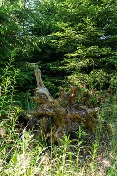 Huge root of a dead tree in the temperate broadleaf and mixed forest Stock Photos