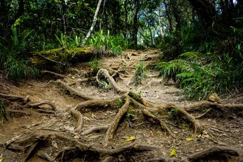 Huge Root Forest grove Mount Rinjani Lombok Indonesia Stock Photos
