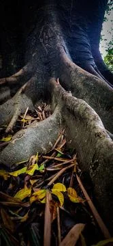 Huge roots of an ancient tree Foto stock