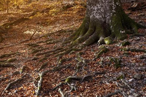 The huge roots of an old tree are making their way through the fallen autumn  Stock Photos