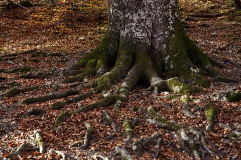 The huge roots of an old tree are making their way through the fallen autumn  Stock Photos