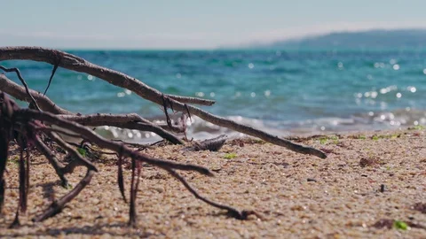 Huge roots of an old tree on the beach after a storm Stock Footage 126783847