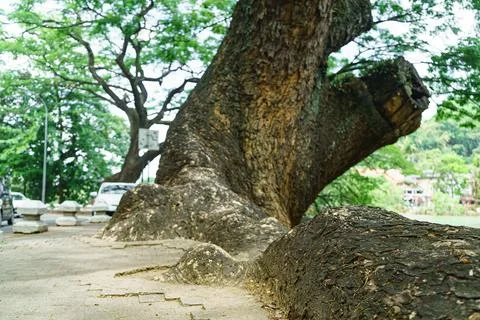 Huge roots of an old tree on the pavement Stock Photos
