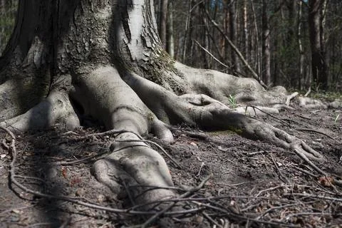 Huge Roots of a Tree Stock Photos