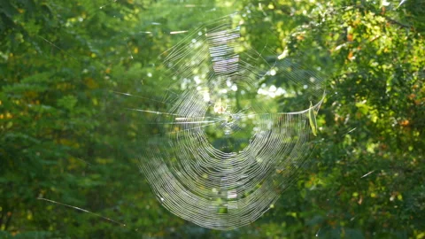 Huge round web on a tree in the forest. ... | Stock Video | Pond5