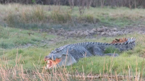 huge saltwater crocodile Stock Video Pond5