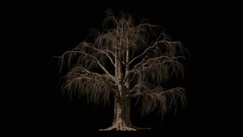 Huge scary tree isolated on black, small wind blowing, seamless loop Stock Footage 146617722