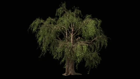 Huge scary tree isolated on black with luma matte Stock Footage 146618456