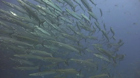 Huge school of barracuda Stock Footage 80186258