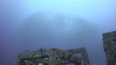 Huge school of barracudas Stock Footage 67236023