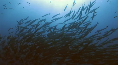 Huge school of barracudas, low angle, sunlight in back, silhouettes Stock Footage 42888867
