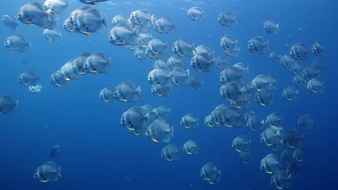 Huge school of Batfish/Spadefish Stock Footage 95066832