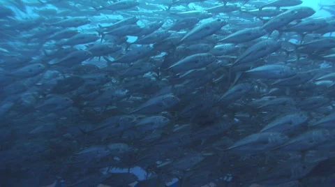Huge School of Big Eye Jacks (Trevally) Stock Footage 289245