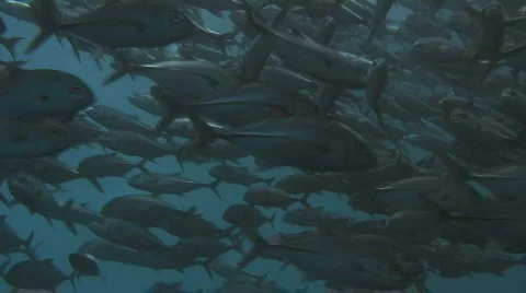 Huge School of Big Eye Jacks (Trevally) Stock Footage 307167