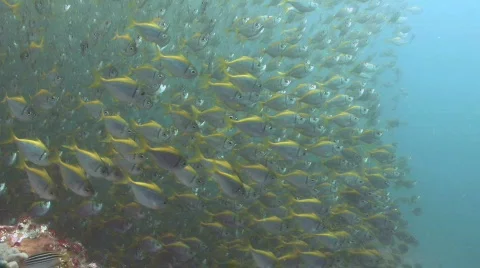 Huge School of Fish Video stock 300427