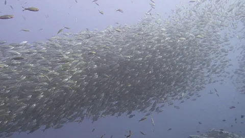 Huge school of fish Stock Footage 80901126